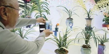 展览制作工厂聚焦：翁源2万盆兰花月底广州开“个展”