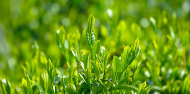 展览制作工厂预告：2017中国（广州）国际茶业春季博览会